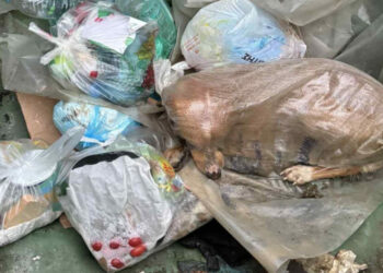 Σοκ :Πέταξαν σκύλο στα σκουπίδια μέσα σε τσουβάλι