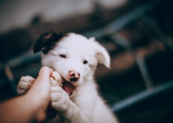 Δαγκώματα σκύλων στην Ελλάδα: Η μελέτη του ΕΟΔΥ αποκαλύπτει…