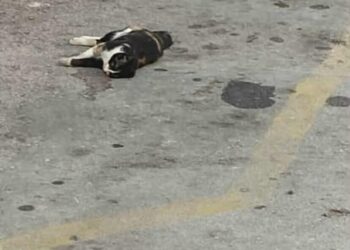 Σοκ στην Κάρπαθο: Μαζική Εξόντωση Αδέσποτων Γατών στα Πηγάδια