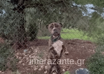 Τα πραγματικά (μόνο) δεδομένα για την υπόθεση της Ζακύνθου