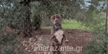 Τα πραγματικά (μόνο) δεδομένα για την υπόθεση της Ζακύνθου