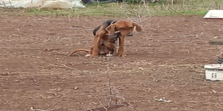 Φιλοζωικό Σωματείο Προστασίας Αδέσποτων Ζώων Πτολεμαΐδας\ facebook