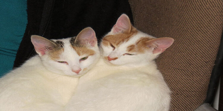 Syroscats