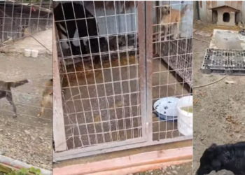 «Κολαστήρια» Ζώων στην Αλεξάνδρεια Ημαθίας