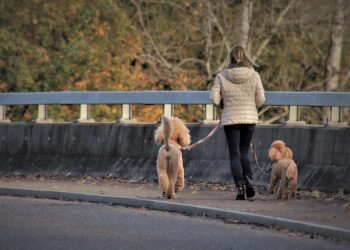 Πόσο Συχνά Πρέπει να Βγάζετε Βόλτα τον Σκύλο;