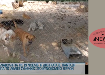 Αναβολή δίκης για το Κυνοκομείο Σερρών (βίντεο)