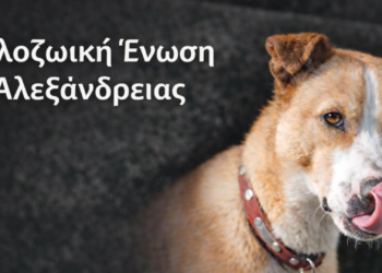 «A casa d’irene»-Νέα πνοή ελπίδας για τα αδέσποτα Αλεξάνδρειας Ημαθίας