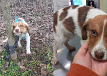 Καρδίτσα: Σεξουαλική κακοποίηση κουταβιού