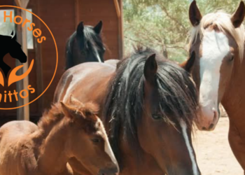 Άλογα Υμηττού-Έφτασαν οι τροφές-Ποιοι αδιαφόρησαν