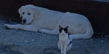 Πυροβόλησαν και σκότωσαν 9 μηνών κουτάβι  στην Αριδαία-Καταγγελίες για αδιαφορία των αρχών