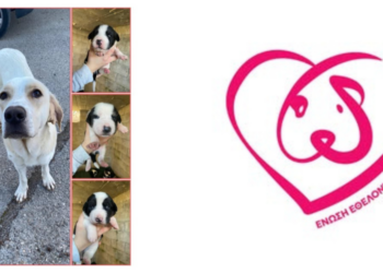 Χαλκίδα-Αδέσποτο με τσιπ του Δήμου γέννησε