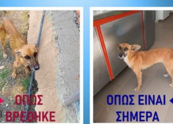 Σητεία-Όταν Εθελοντές & Αστυνομία Συμμαχούν