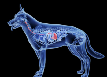 Κατανόηση των Πεπτικών Προβλημάτων του Σκύλου