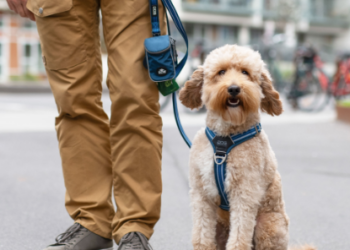 Full-Time Job-Πώς να οργανώσεις τη βόλτα του σκύλου