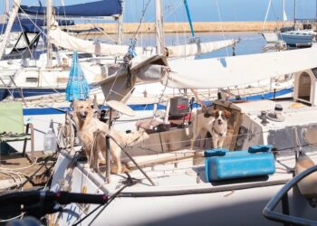 Ζωή σε σκάφος για δύο σκυλιά στα Χανιά-Το Μεγάλο Κενό της Πολιτείας