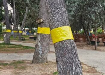 Νέμεσις: «Παγίδες θανάτου» οι ταινίες στα δέντρα