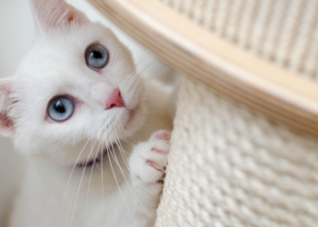 Πρώτη Γάτα: Τι δεν σου λένε πριν την υιοθεσία