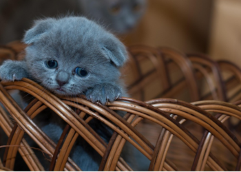 Νεογέννητα Γατάκια-Οδηγός Φροντίδας 0-4 Εβδομάδων