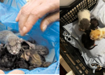 Βρήκα ορφανό γατάκι:Τι κάνω; Επιβίωση-Φροντίδα