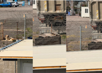 Πολίτης στη Λαμία κάλεσε την Αστυνομία και έσωσε σκύλο–Πώς να καταγγείλετε