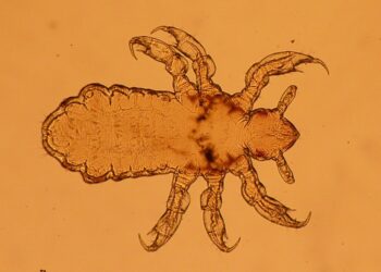 Η Άνοιξη έρχεται μαζί με τα παράσιτα για τα κατοικίδια