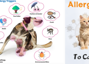 Αλλεργίες&Κατοικίδια-Συμπτώματα και Αντιμετώπιση