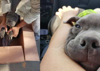 Έδωσε το σκύλο του για να σωθεί από  Κακοποίηση