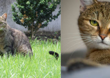 Ηλικιωμένη Γάτα: Συμβουλές για Υγιή Γήρανση