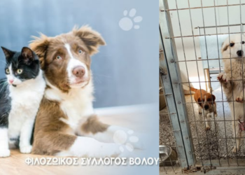 Βόλος-Αρνηση επιστροφής σκύλου στον ιδιοκτήτη