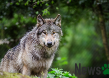 Ασφαλείς βόλτες με σκύλο στην Πάρνηθα: Τι να προσέξετε!
