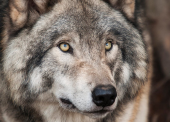 Ασφαλείς βόλτες με σκύλο στην Πάρνηθα: Τι να προσέξετε!