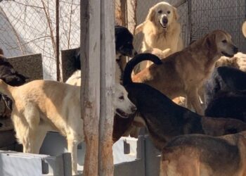 Σκύλοι σε Αθλιότητα: Σύλληψη & Πρόστιμο