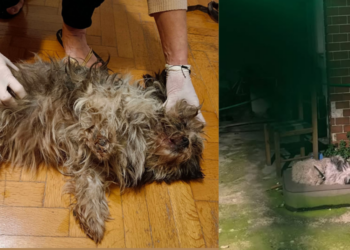 Lady & Ζιζέλ: Τέλος στην Κακοποίηση στο Αιγάλεω