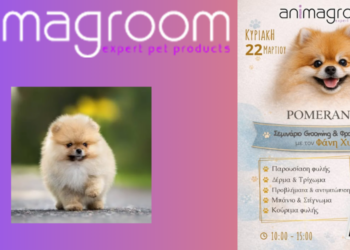 Σεμινάριο Pomeranian Grooming από Animagroom