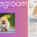 Σεμινάριο Pomeranian Grooming από Animagroom