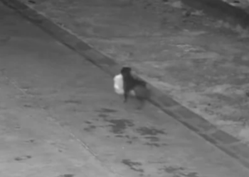 Σικελός εκπαίδευσε σκύλο να πετά σκουπίδια