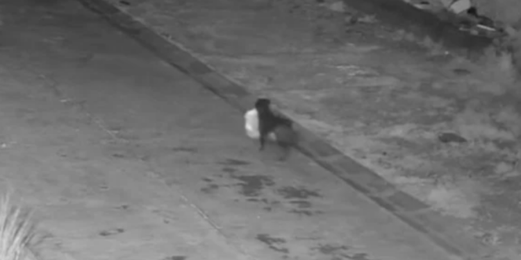 Φωτογραφια: Guardian