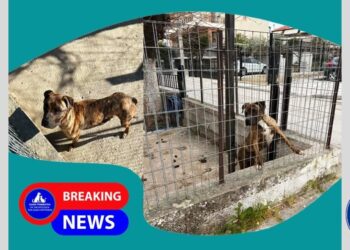 Κακοποίηση Σκύλου στο Καματερό: Τρίτη Σύλληψη!