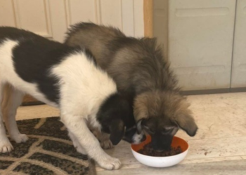 Βαρύ πρόστιμο & δικογραφία για εγκατάλειψη ζώων