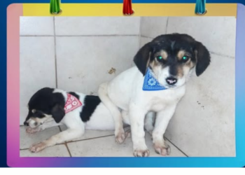 Πώς εξιχνιάστηκε η υπόθεση στην Ασπροβάλτα