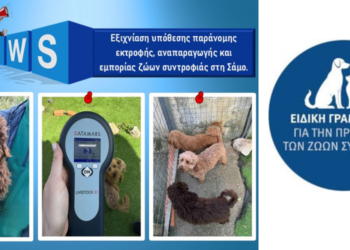 Εξιχνιάστηκε Παράνομη Εκτροφή Poodle στη Σάμο