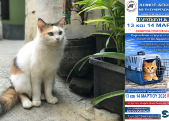 Δωρεάν στειρώσεις γατών στο Αγκίστρι