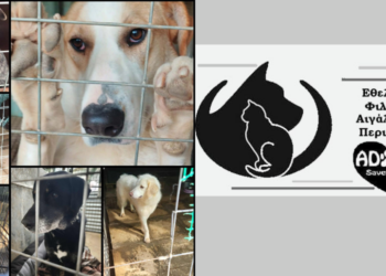 Κυριακάτικη Κινητοποίηση για τα Αδέσποτα του Αιγάλεω