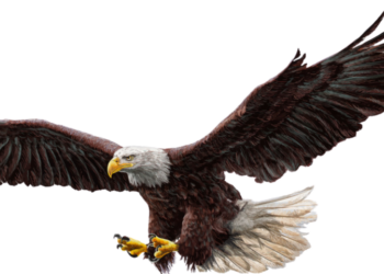 Νέμεσις-Αγώνας κατά της Εκμετάλλευσης Αρπακτικών