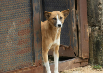 Ιστορία υιοθεσίας: Δεν τον έσωσα—με έσωσε