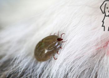 Νόσος του Lyme σε σκύλους: Συμπτώματα & Θεραπεία