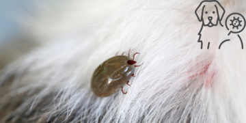 Νόσος του Lyme σε σκύλους: Συμπτώματα & Θεραπεία