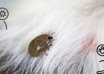 Τσιμπούρια: Μύθοι, Αλήθειες & Κίνδυνοι