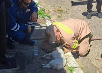 Ήρωες πυροσβέστες έσωσαν σκύλο στη Ζαχάρω
