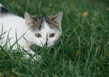 Γάτα και zoomies: Τι συμβαίνει;